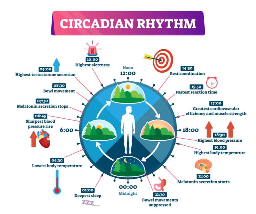 Circadian-Rhythm-Followed-By-Humans